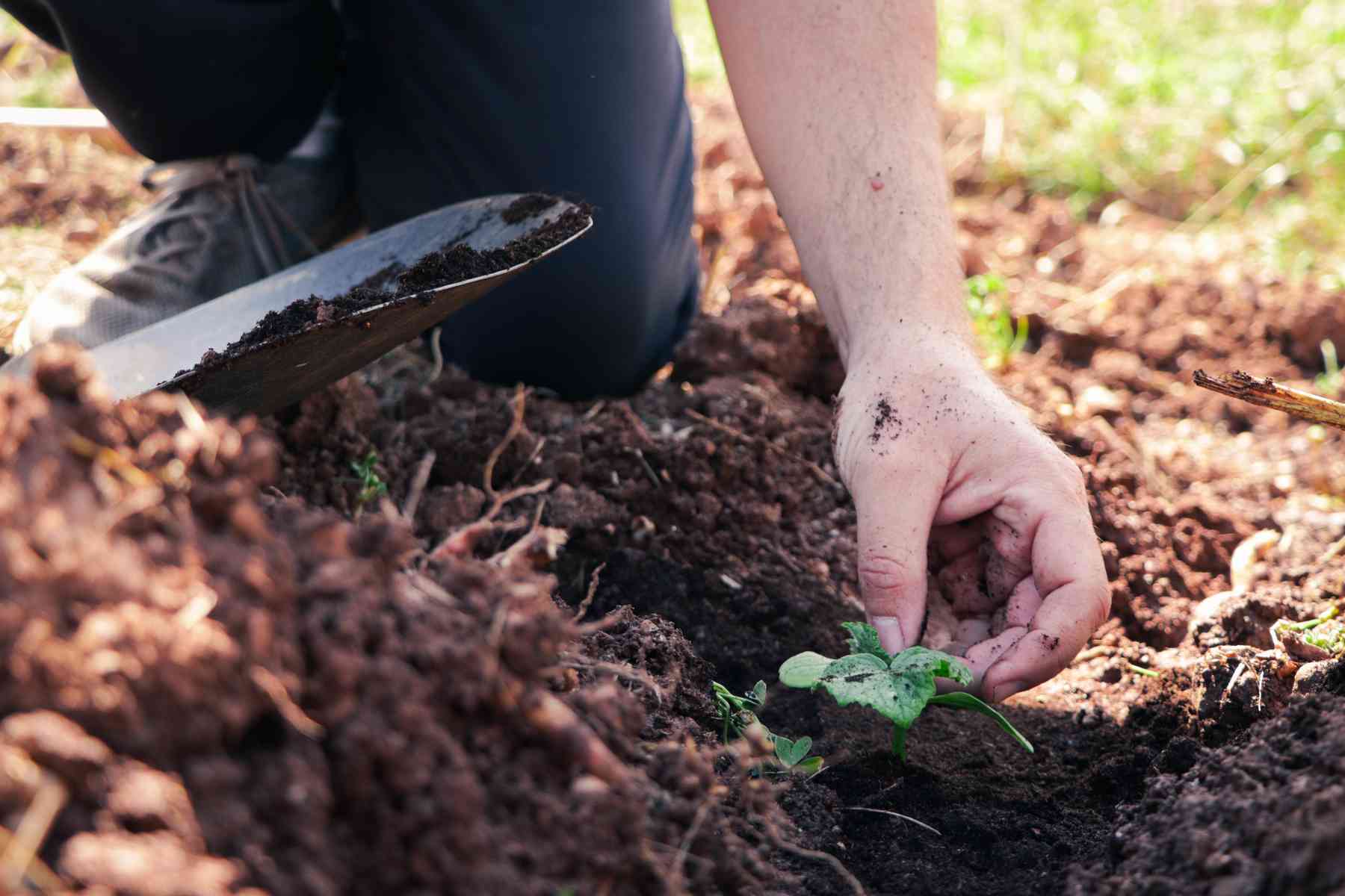 Agriculteur vérifiant la qualité du sol